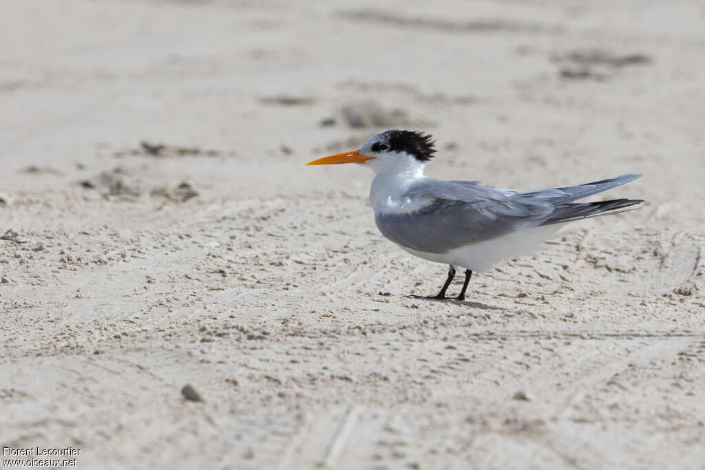 Lesser Crested Ternadult transition, identification