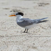 Lesser Crested Tern