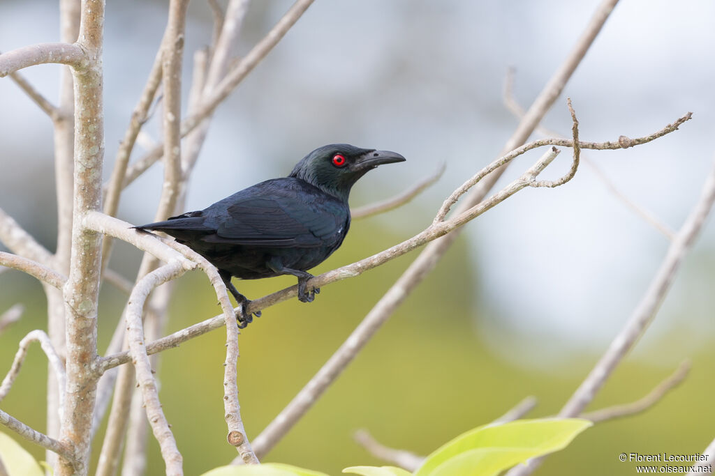 Asian Glossy Starling