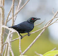 Asian Glossy Starling