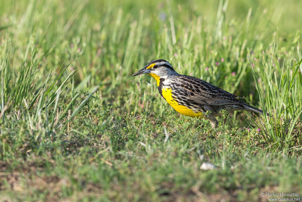 Eastern Meadowlarkadult breeding, Behaviour