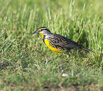 Eastern Meadowlark