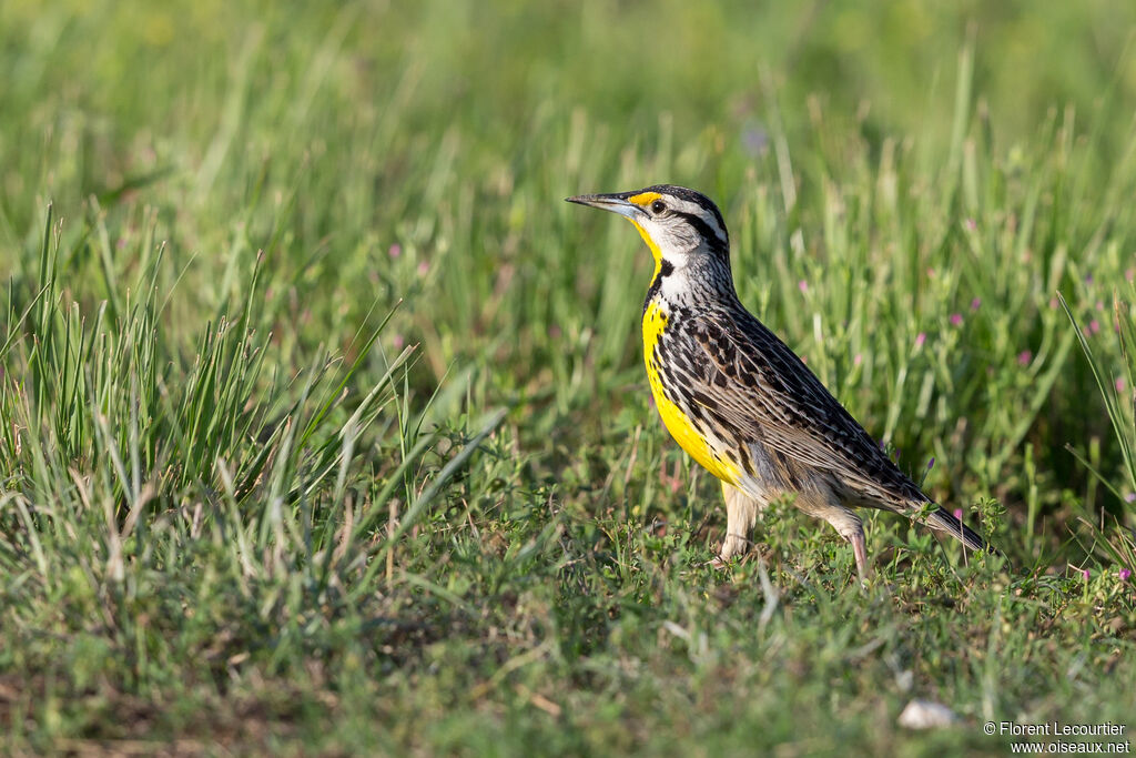 Eastern Meadowlarkadult breeding