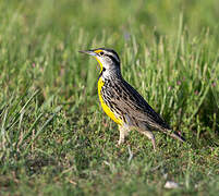 Eastern Meadowlark