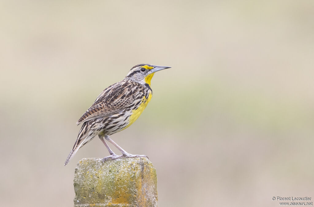 Eastern Meadowlark