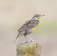 Eastern Meadowlark