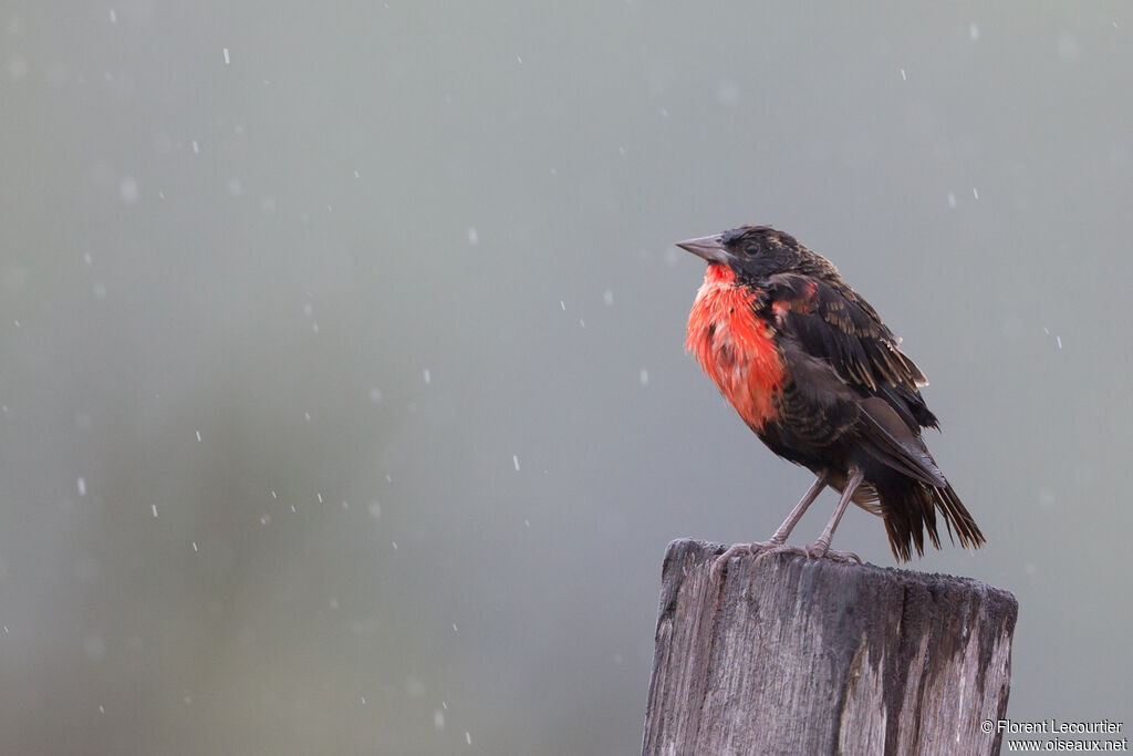 Red-breasted Meadowlark