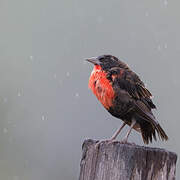 Red-breasted Meadowlark