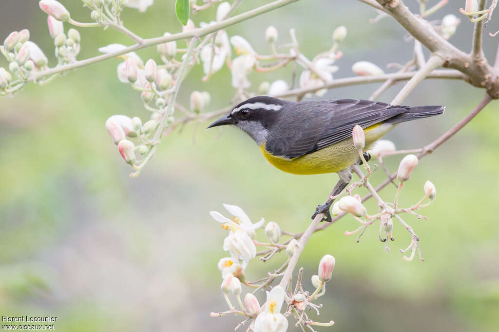 Sucrier à ventre jauneadulte, identification