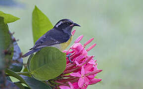 Bananaquit