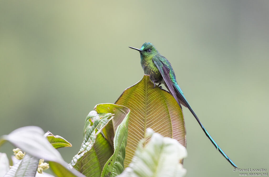 Long-tailed Sylph male adult