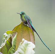 Long-tailed Sylph