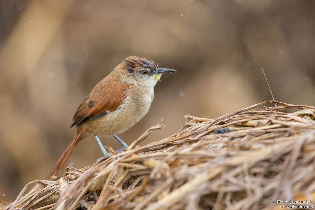 Yellow-chinned Spinetail