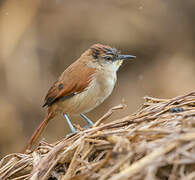 Yellow-chinned Spinetail