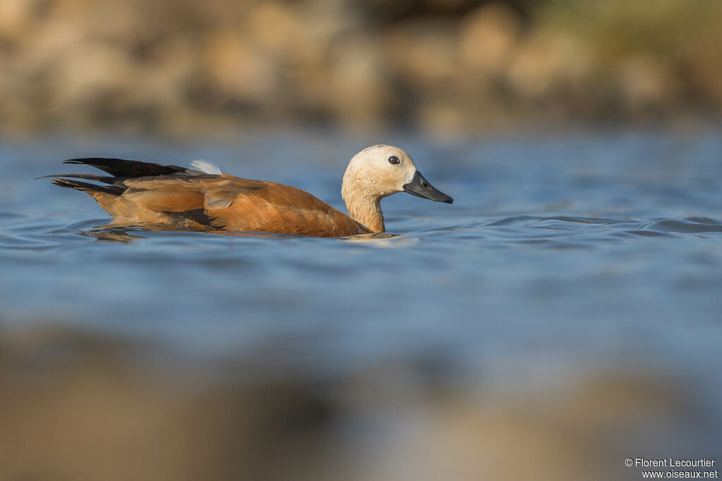 Ruddy Shelduck