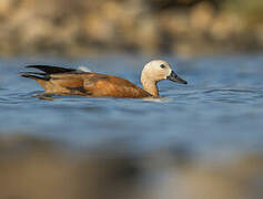 Ruddy Shelduck