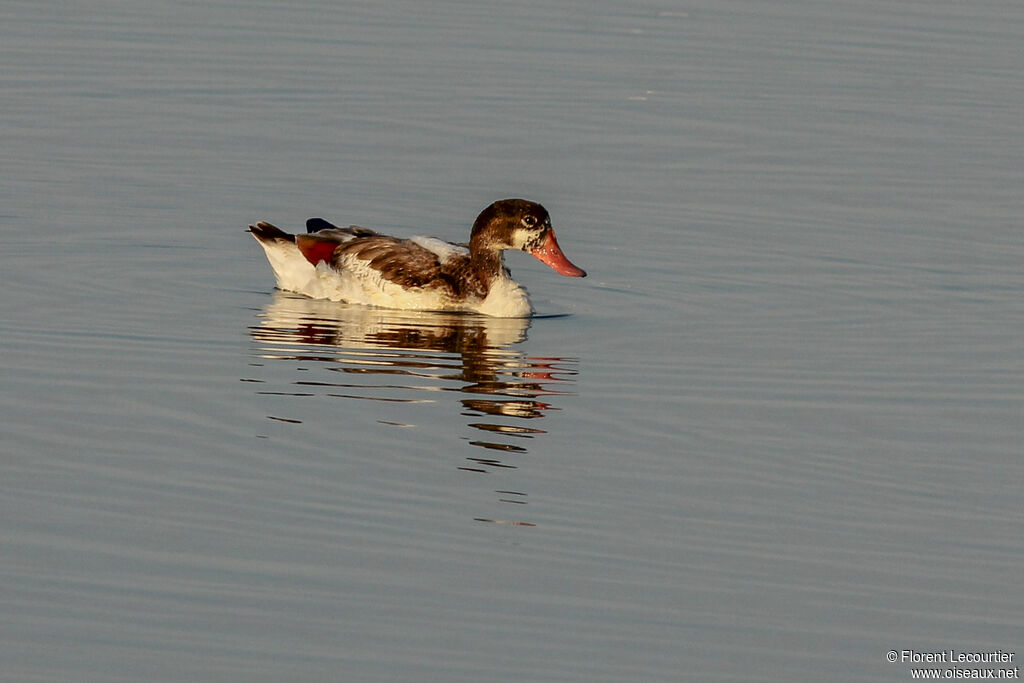 Common Shelduck