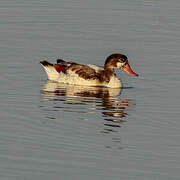 Common Shelduck