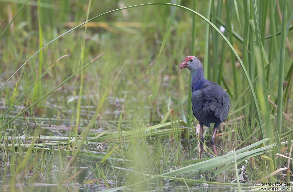 Grey-headed Swamphen