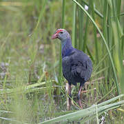 Grey-headed Swamphen