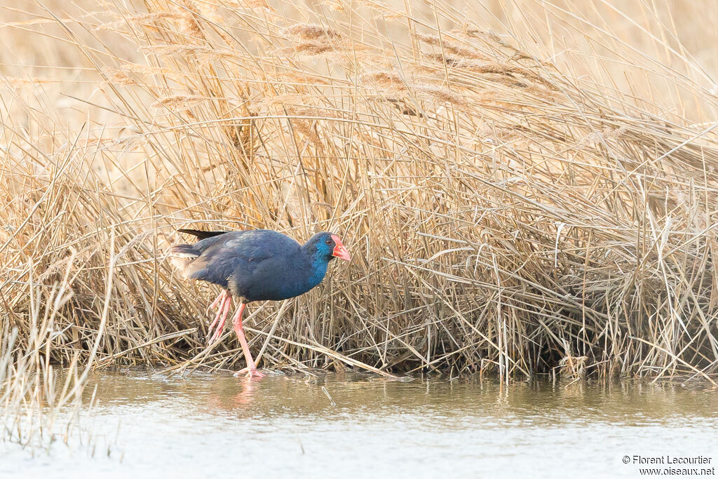 Western Swamphen