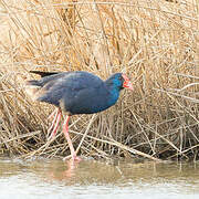 Western Swamphen