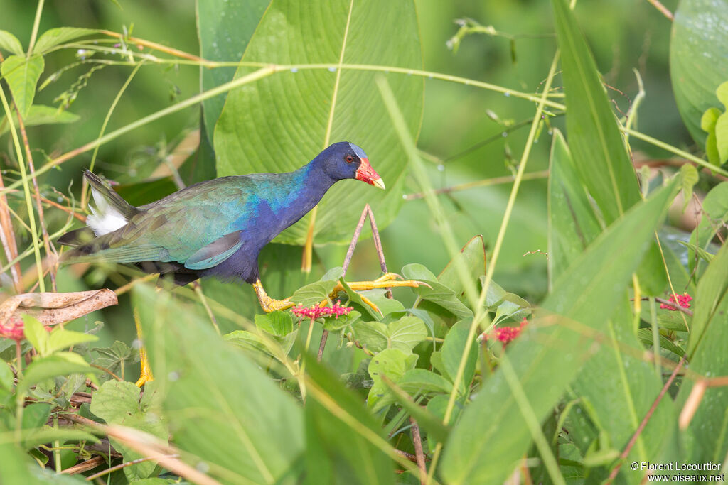 Purple Gallinule