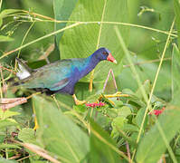 Purple Gallinule