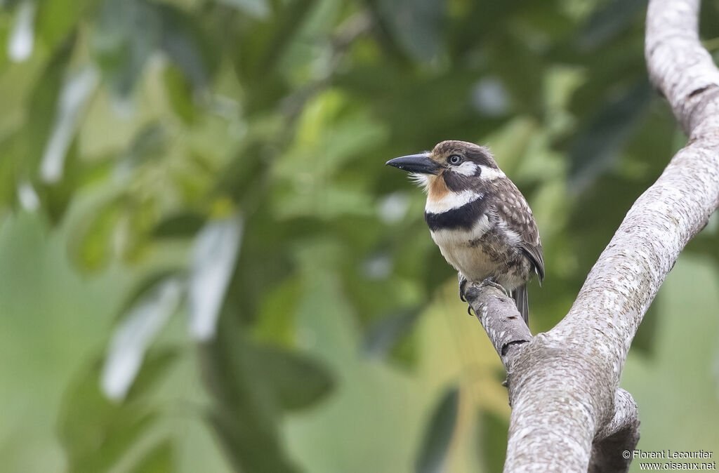 Russet-throated Puffbird