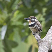 Russet-throated Puffbird