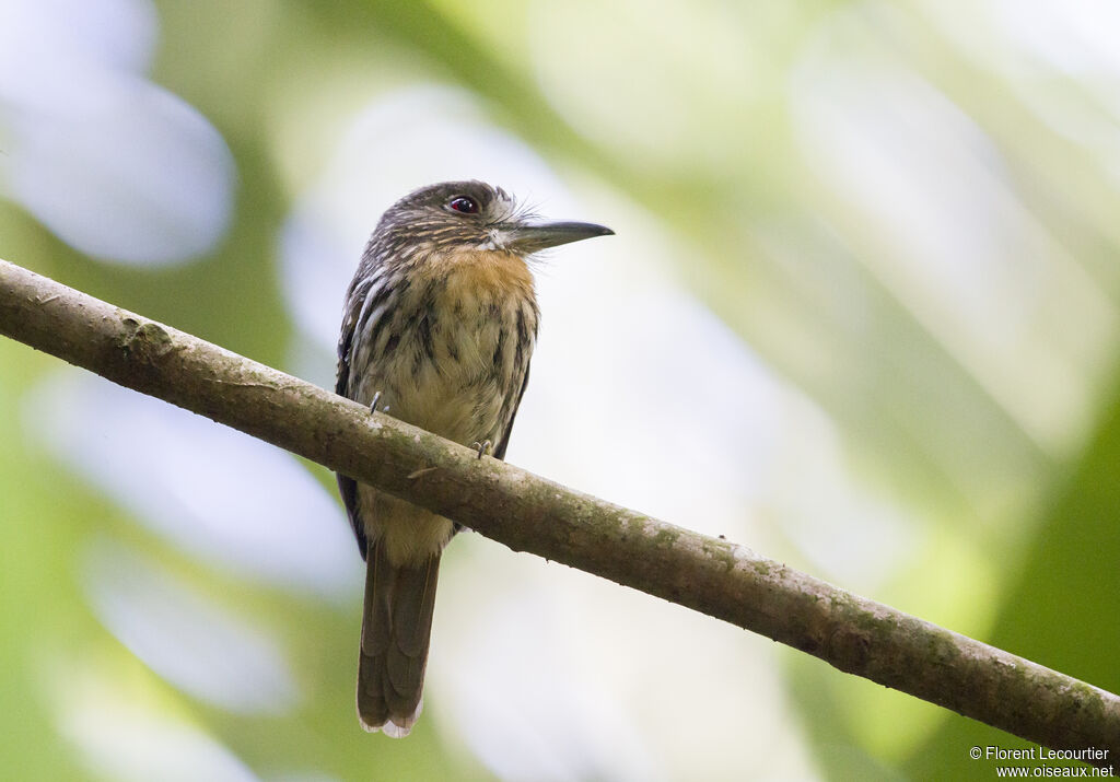 White-whiskered Puffbird