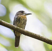 White-whiskered Puffbird