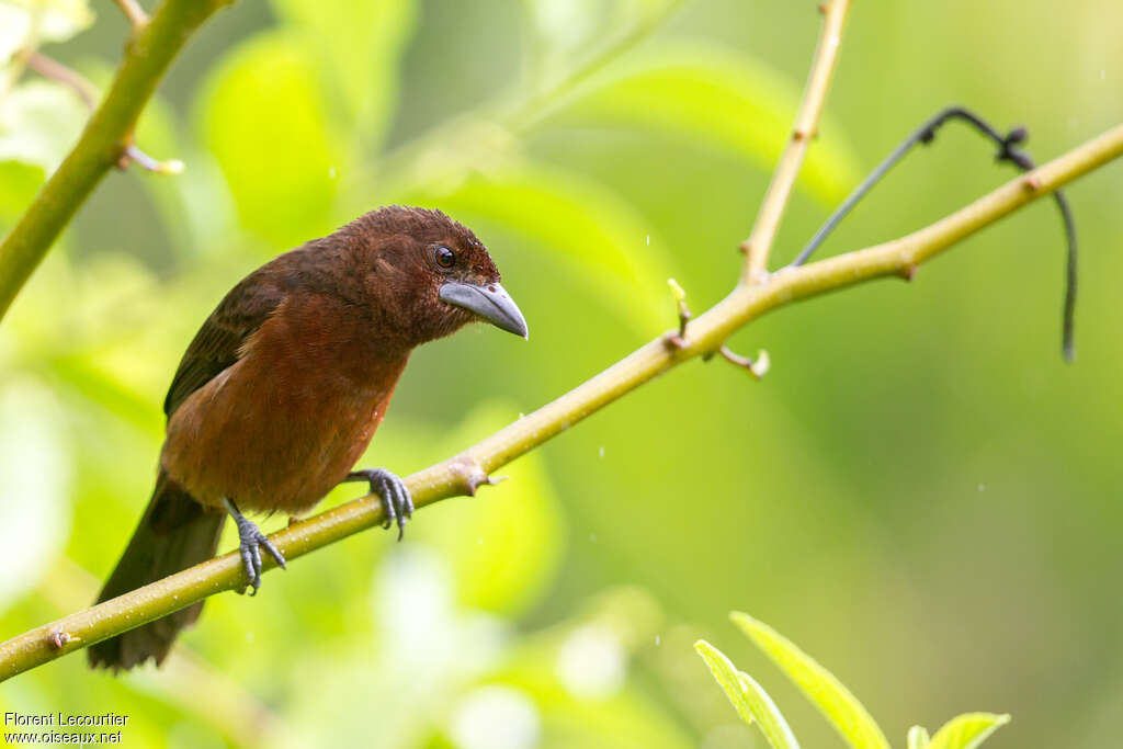 Silver-beaked Tanager female adult, Behaviour