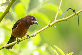 Silver-beaked Tanager