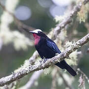 White-capped Tanager