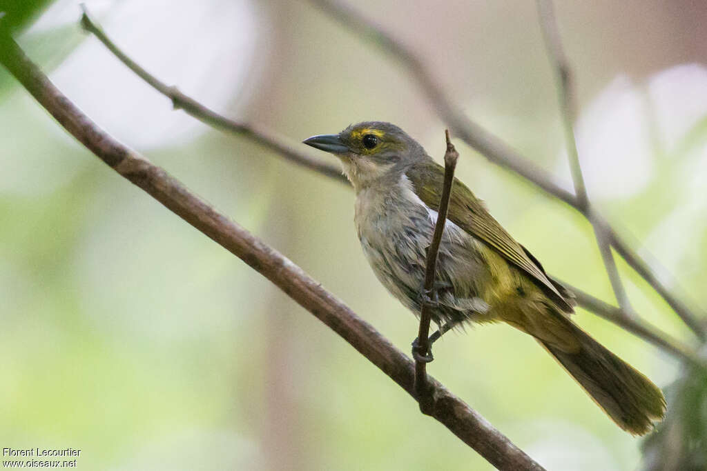 Tangara à crête fauve femelle adulte, identification