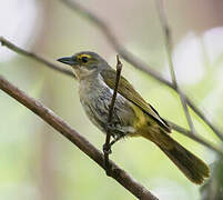 Fulvous-crested Tanager