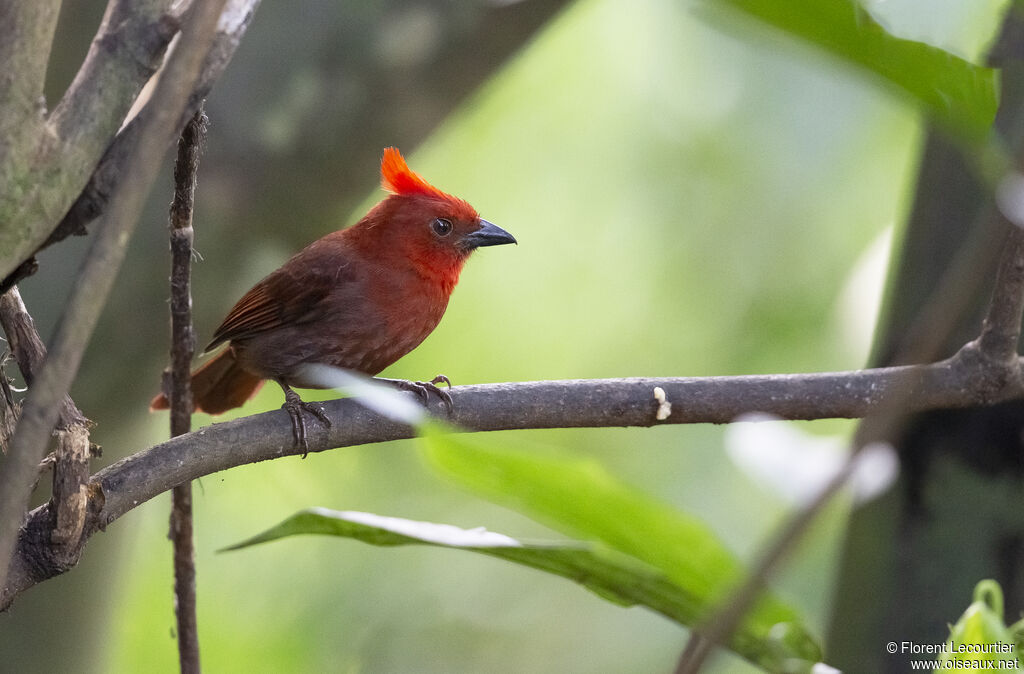 Crested Ant Tanager male adult