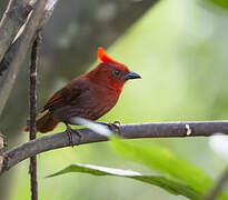 Crested Ant Tanager