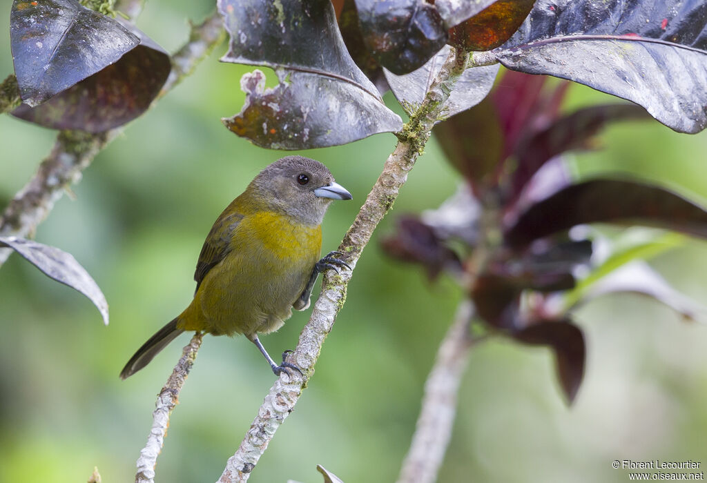 Scarlet-rumped Tanager female