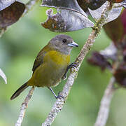 Scarlet-rumped Tanager