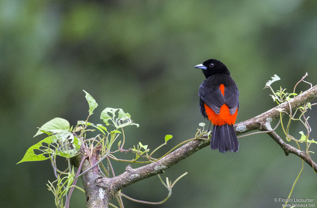 Scarlet-rumped Tanager male