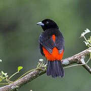 Scarlet-rumped Tanager