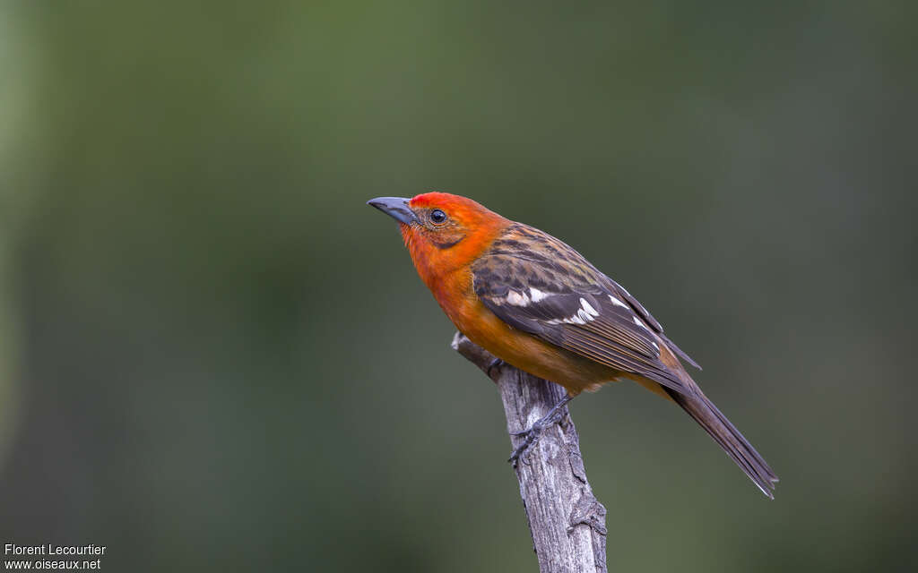 Flame-colored Tanager male adult, identification