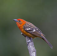 Flame-colored Tanager