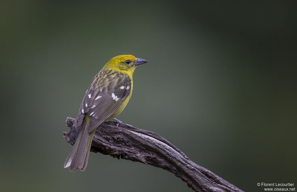 Flame-colored Tanager female