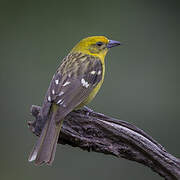 Flame-colored Tanager