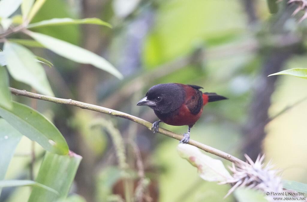 Tangara à dos rouge femelle