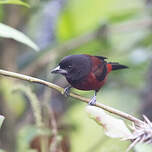 Tangara à dos rouge