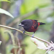 Crimson-backed Tanager